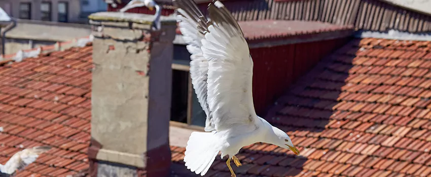 Residential Chimney Animal Removal Solution in Round Rock, TX