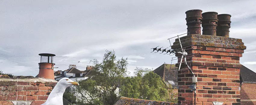 Chimney Cleaning And Restoration in Round Rock, Texas
